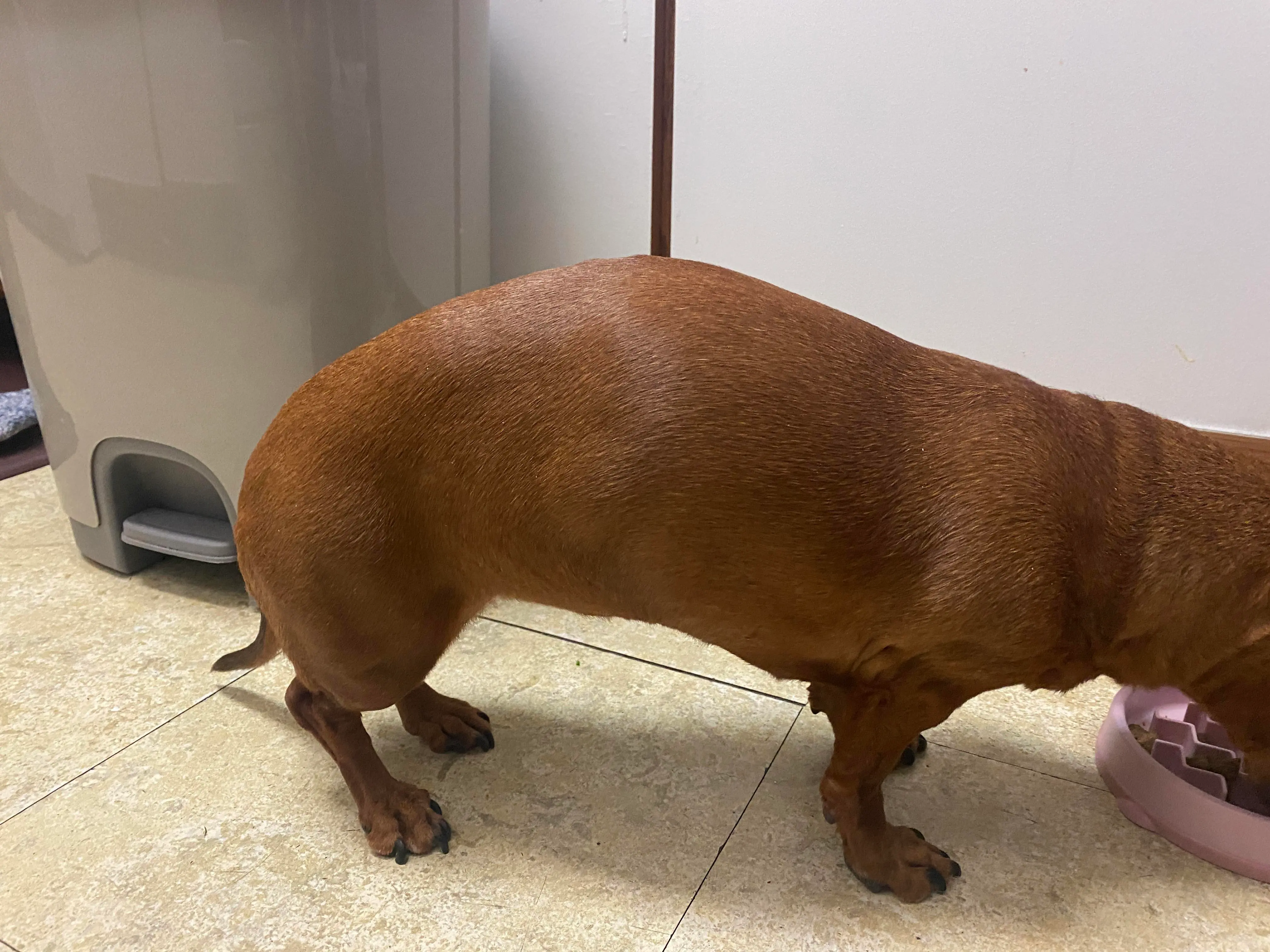 Dachshund back problems: clinical assessment and triage support