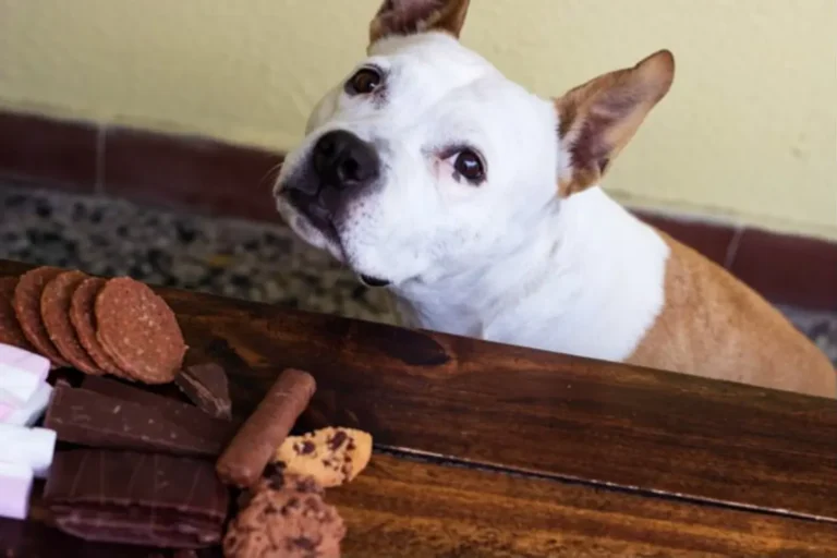 Dog Ate Chocolate 1