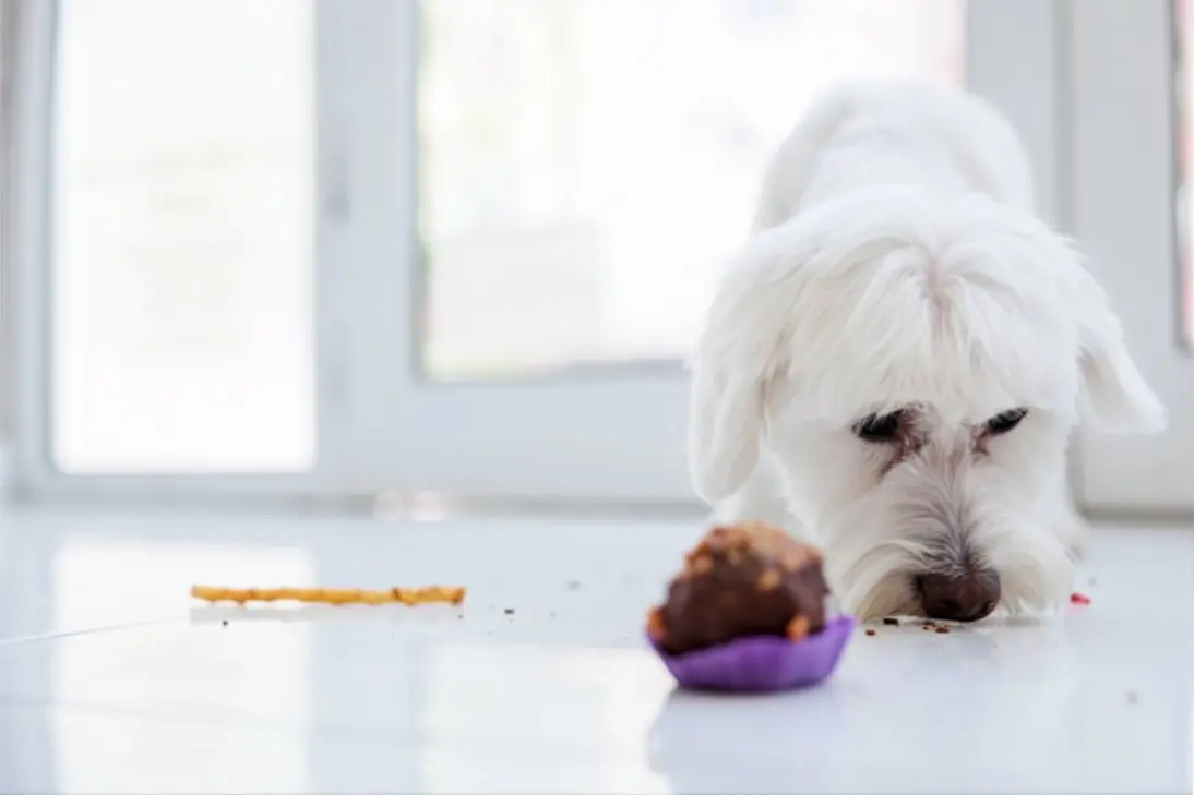 Emergency signs of chocolate toxicity requiring veterinary care