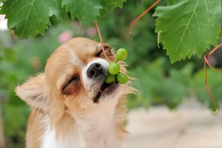 Dog Ate Grapes 1
