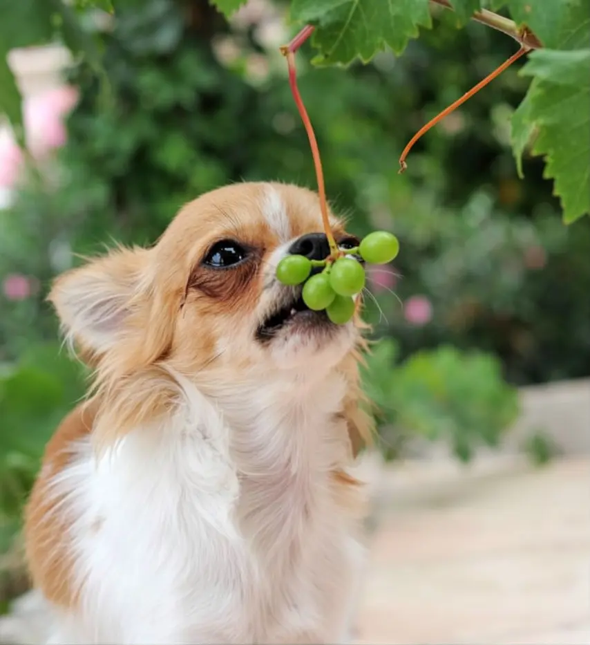 Dog requiring clinical assessment after grape ingestion
