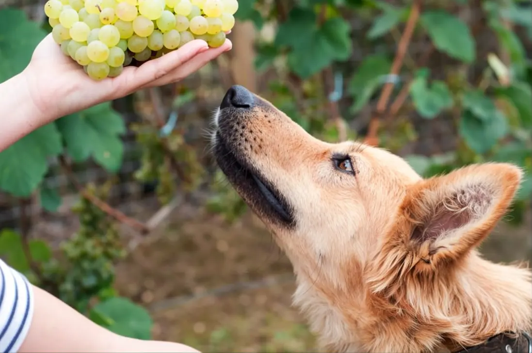 Emergency signs of grape toxicity requiring immediate veterinary care
