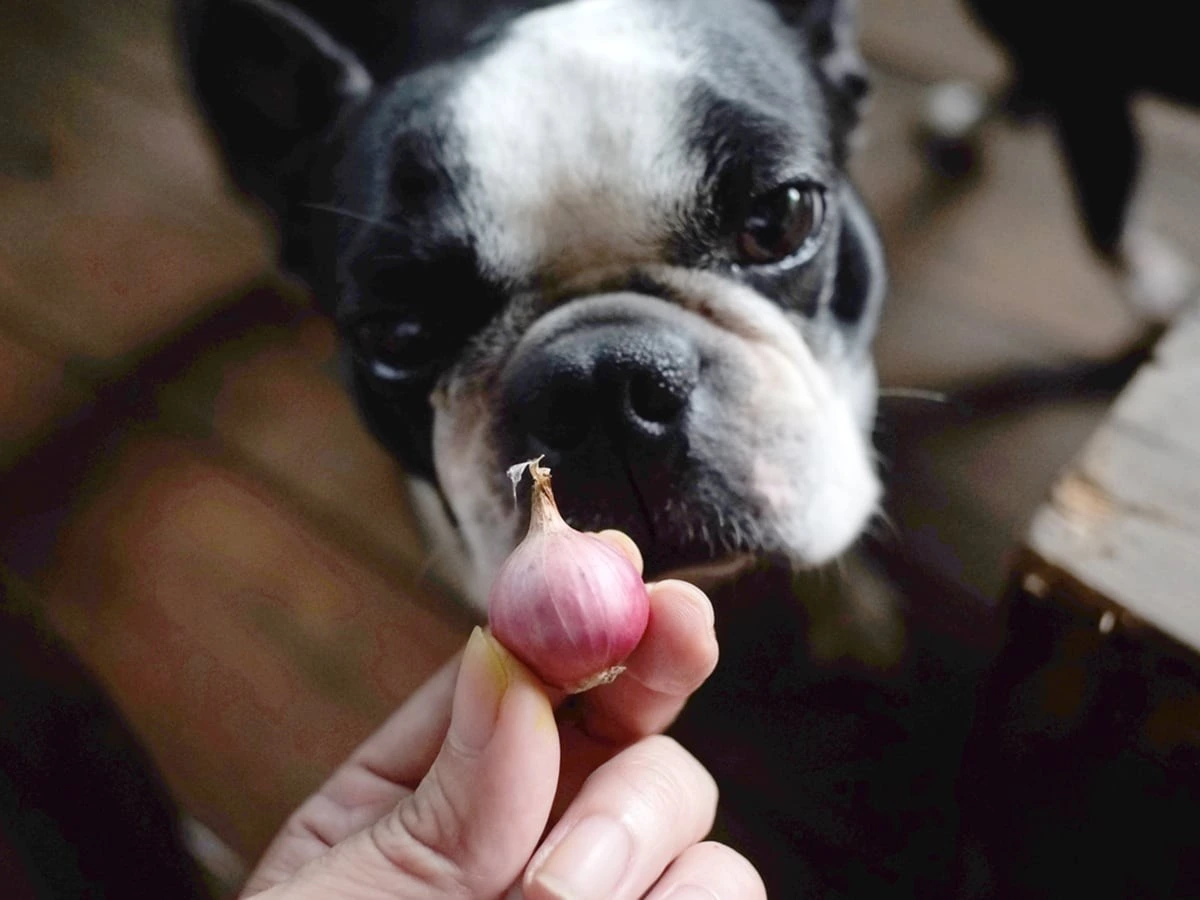 Dog requiring clinical assessment after onion ingestion