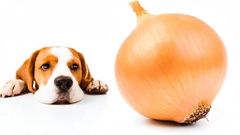 Dog Ate Onion 2