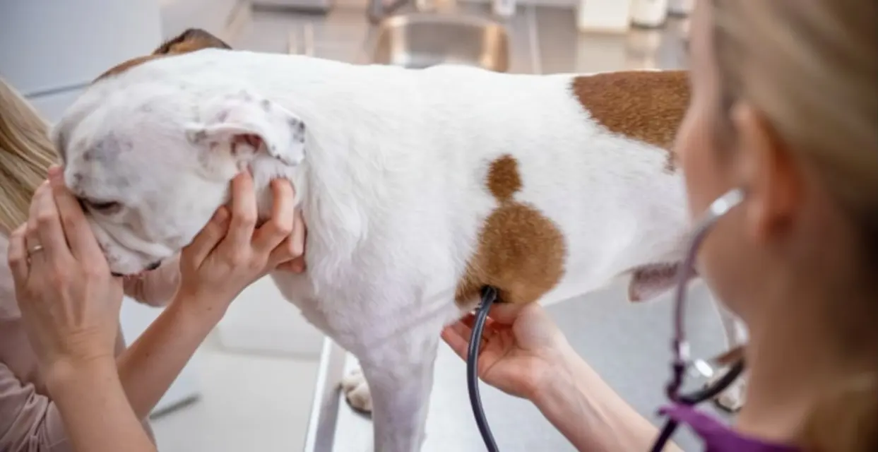 Emergency signs of heartworm disease requiring veterinary care