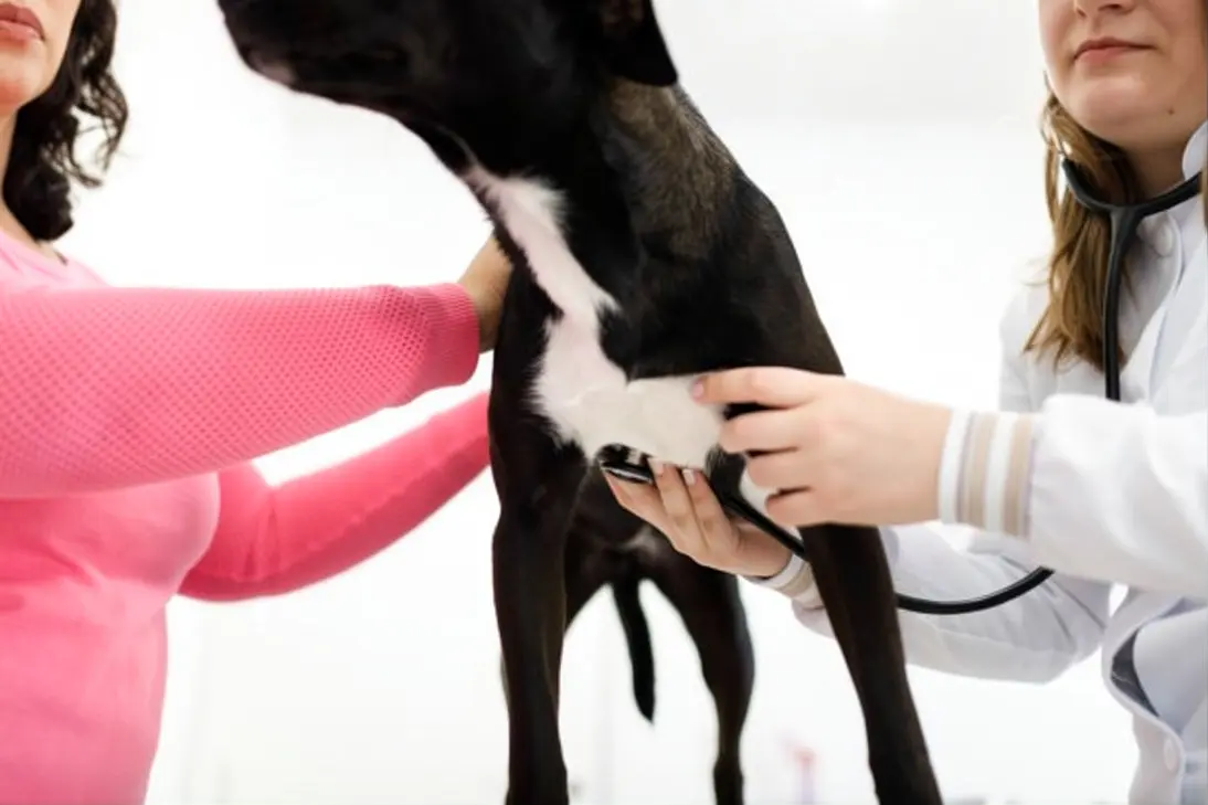 Dog showing signs of heartworm disease requiring clinical assessment