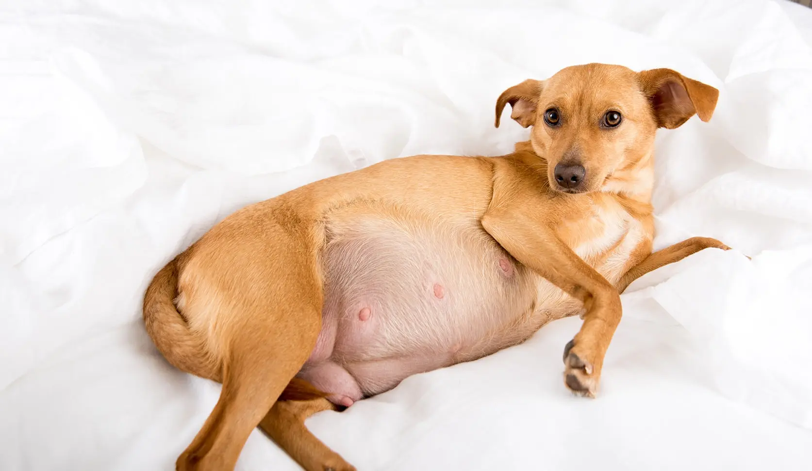 Dog showing signs of labor requiring clinical assessment