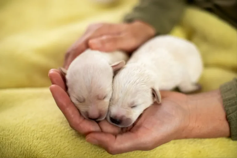 Dog Newborn Care 1