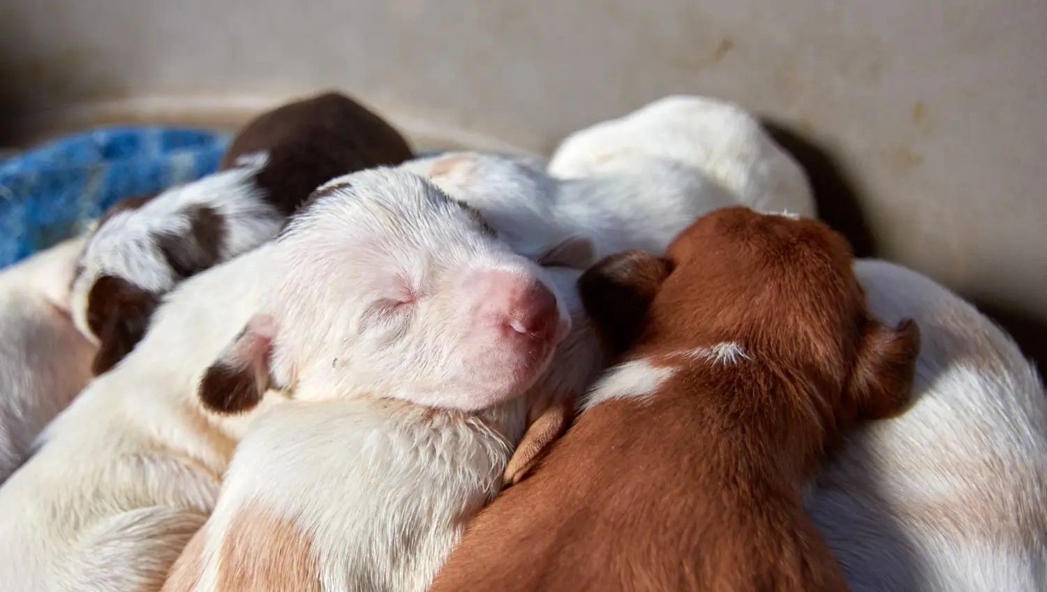 Newborn puppies requiring clinical assessment and care