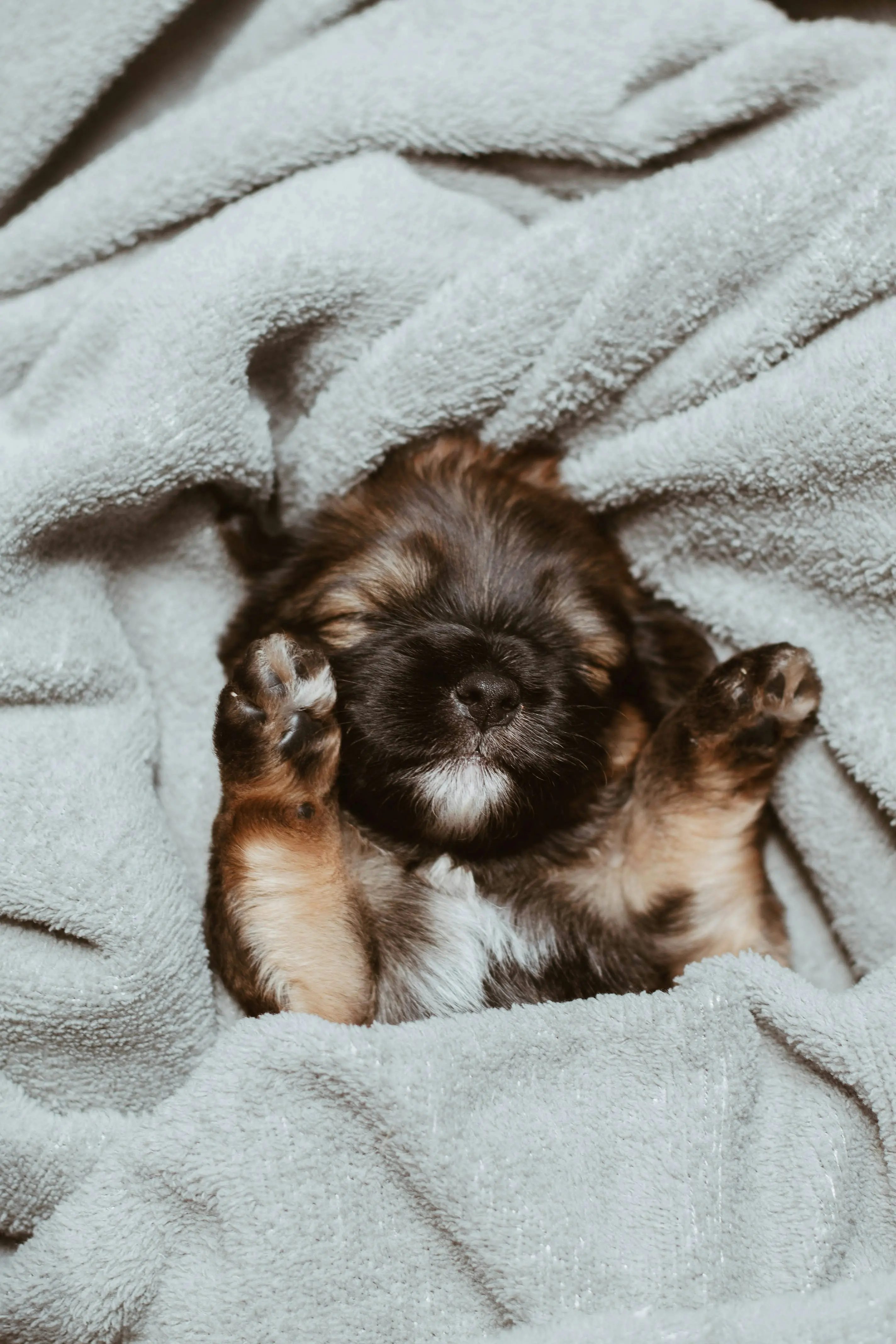 Newborn puppies requiring emergency veterinary care