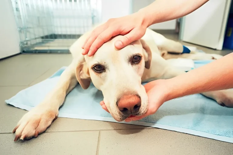 Dog Poisoning Symptoms 1