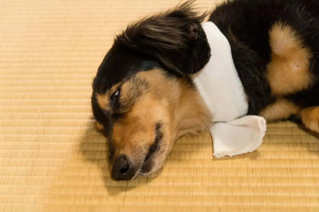 Dog showing signs of poisoning requiring clinical assessment