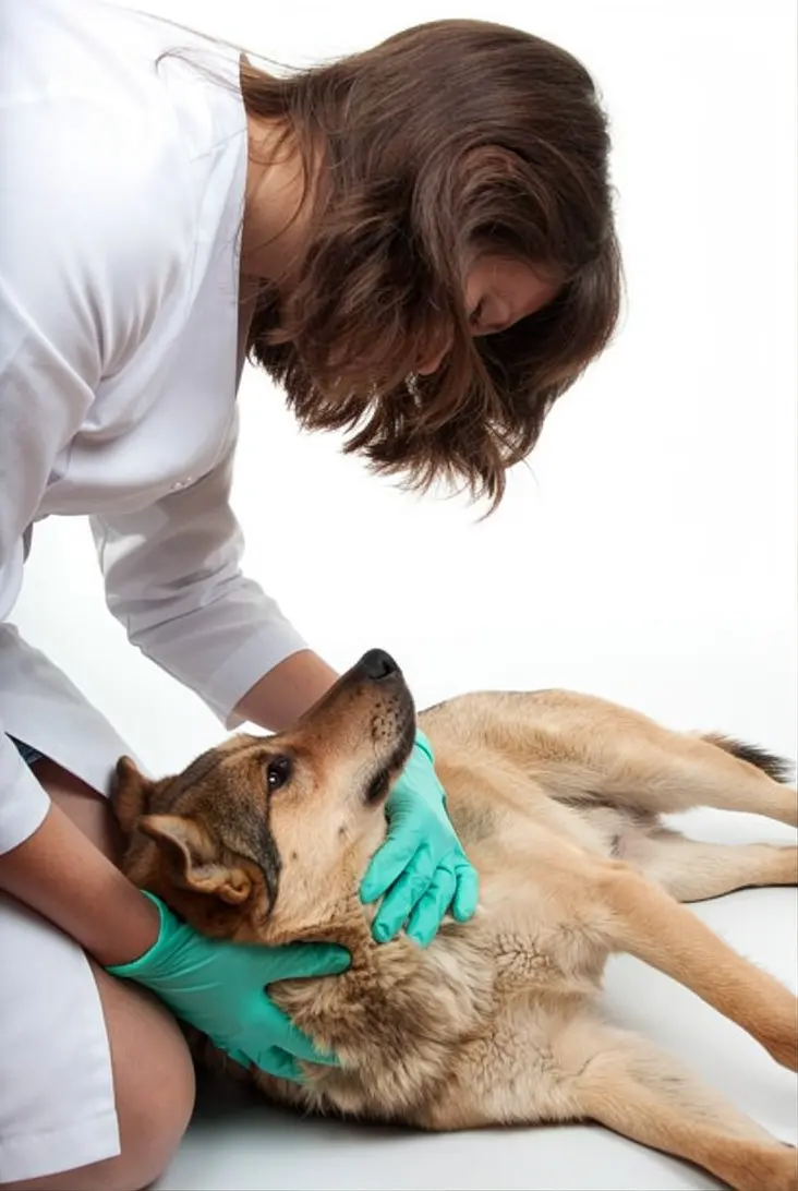 Dog showing signs of severe poisoning needing emergency veterinary care