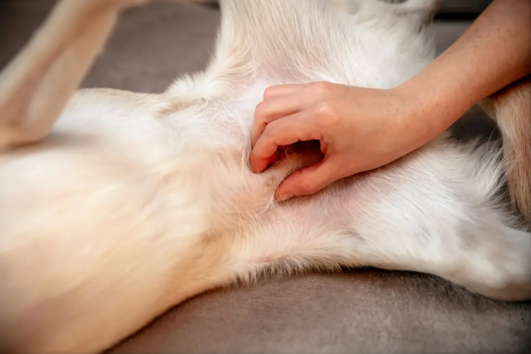 Dog showing signs of pregnancy requiring clinical assessment