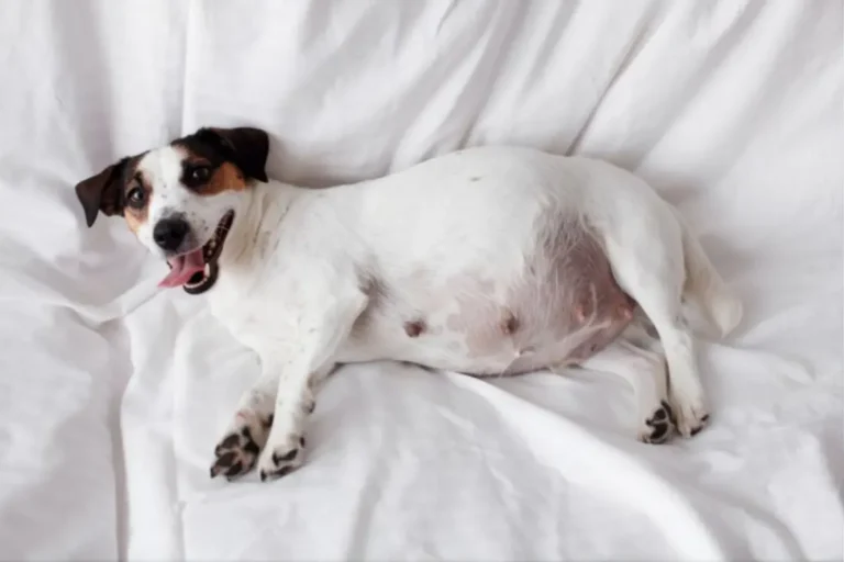 Dog Pregnant Symptoms 2