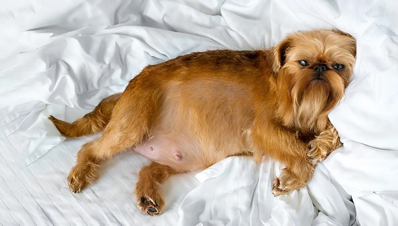 Emergency signs of pregnancy complications requiring immediate veterinary care