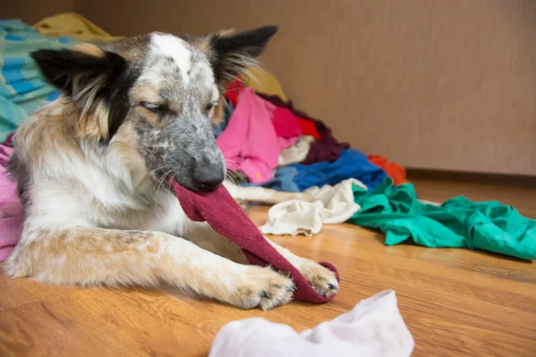 Dog Swallowed Something 1