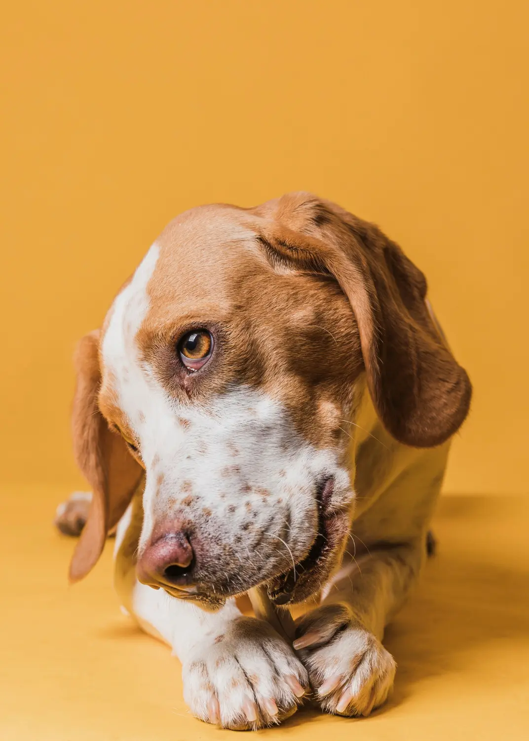 Dog requiring clinical assessment after swallowing a foreign object