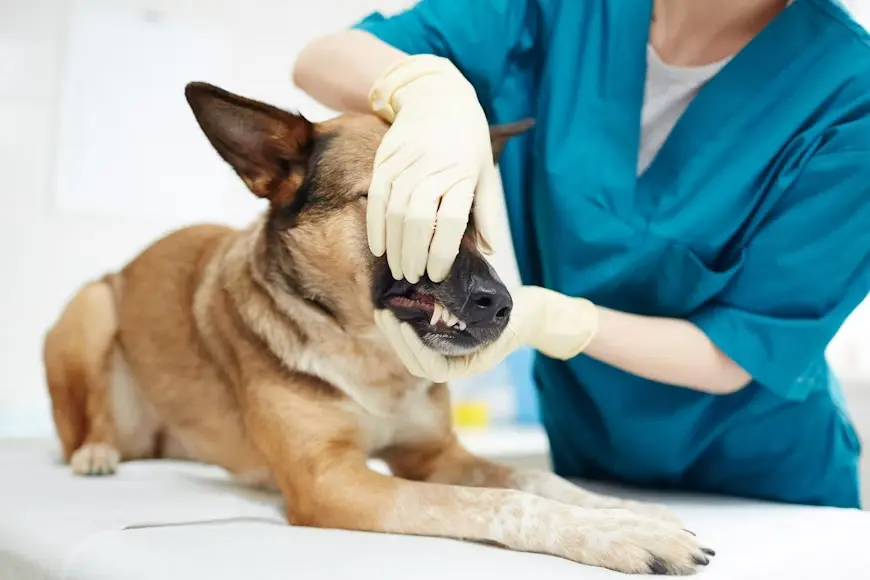 Emergency signs of foreign body ingestion requiring immediate veterinary care