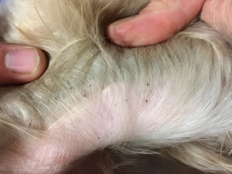 Dog Worms Symptoms 1 (1)