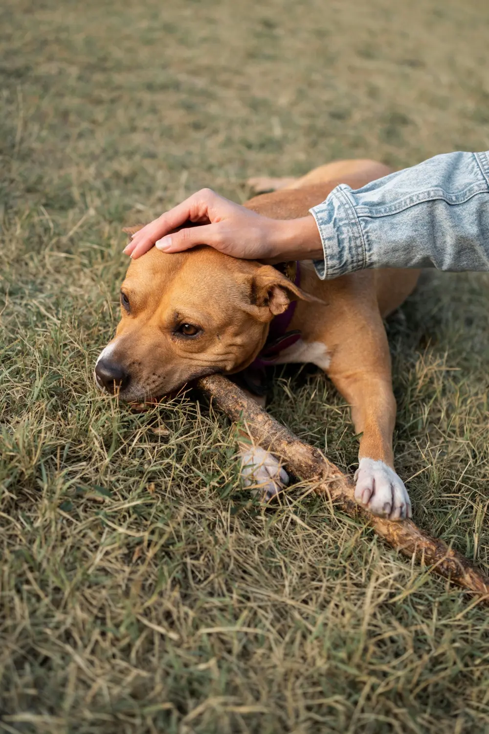 Dog showing signs of severe dental problems needing emergency veterinary care