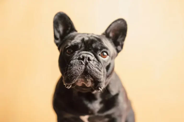 French Bulldog Breathing Problems 1