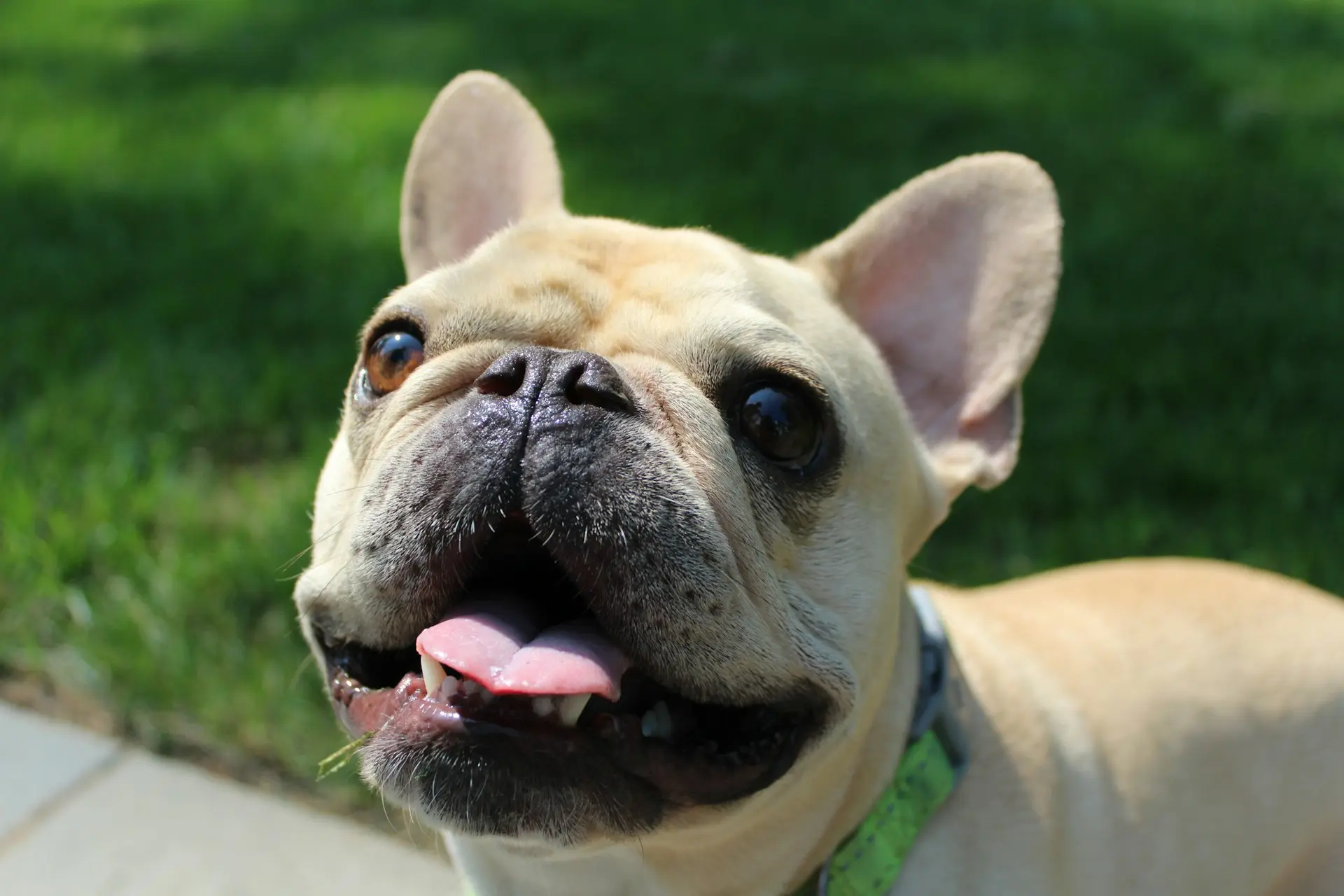 French Bulldog with breathing problems requiring clinical triage assessment
