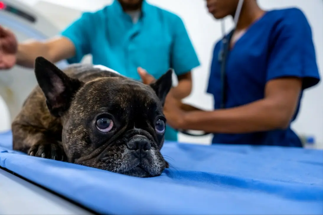 Emergency signs of severe respiratory distress in French Bulldogs requiring immediate veterinary care