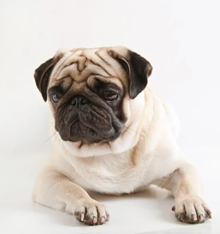 French Bulldog Health Problems 1