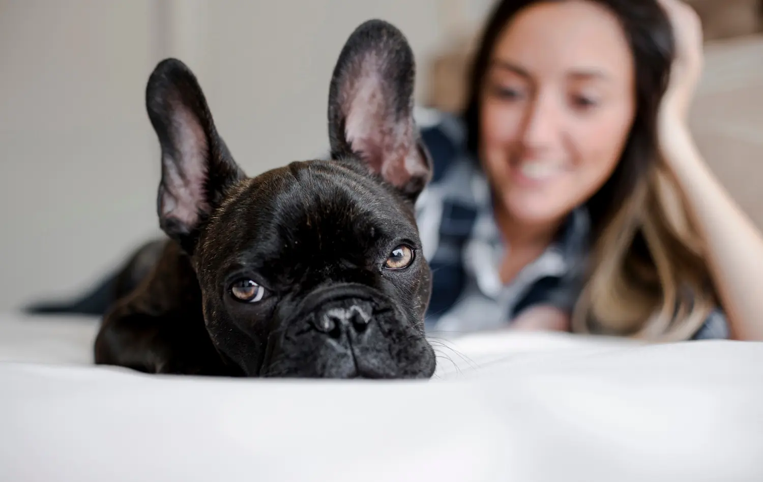 Emergency signs of severe health issues in French Bulldogs requiring immediate veterinary care