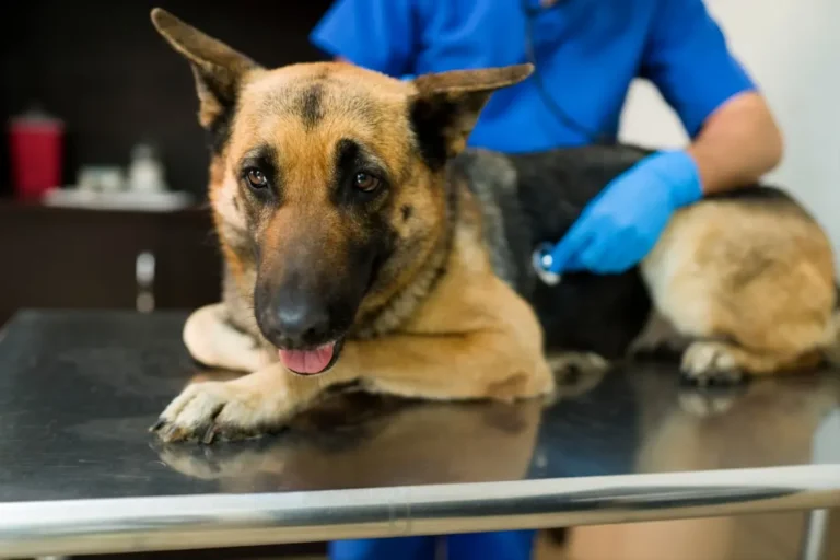 German Shepherd Hip Problems 1