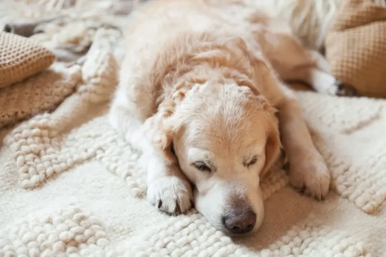 Golden Retriever Cancer Signs 1