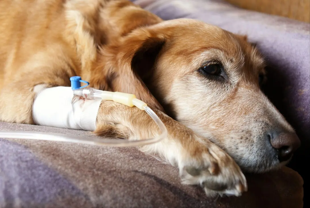 Golden Retriever cancer signs: clinical assessment and triage support