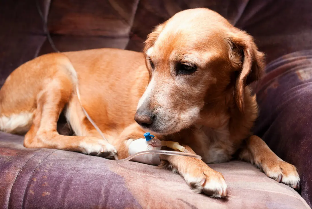 Emergency signs of severe health issues in Golden Retrievers requiring immediate veterinary care