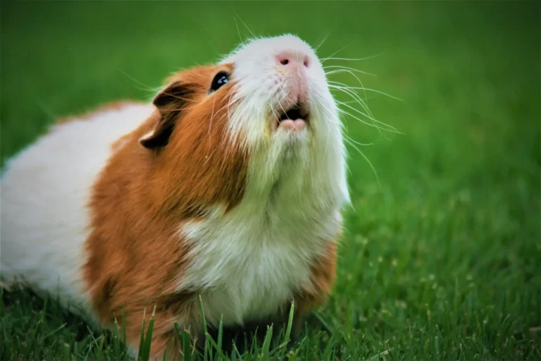 Guinea Pig Breathing Problems 1