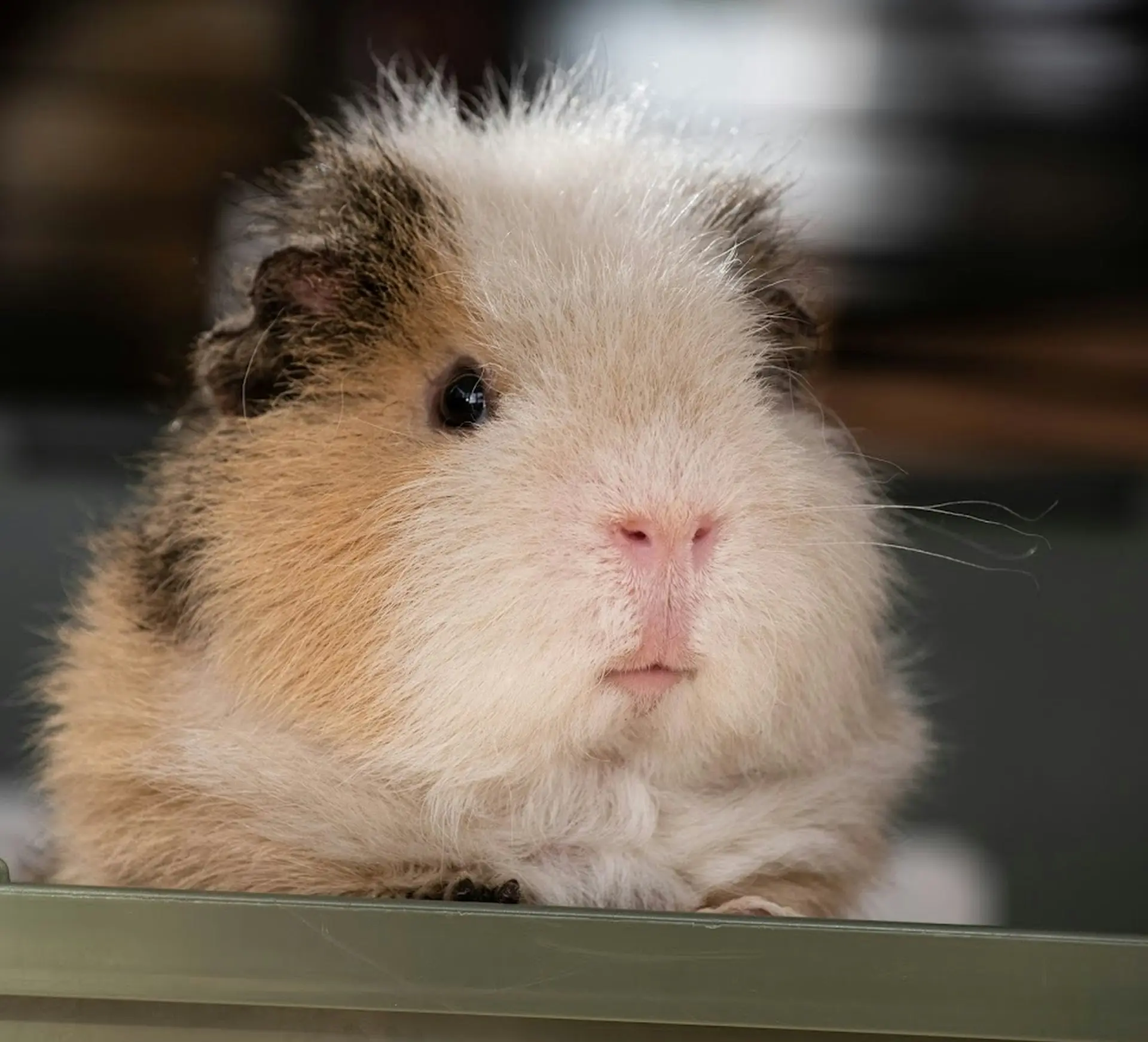 Guinea pig breathing problems: home care guidelines and clinical monitoring