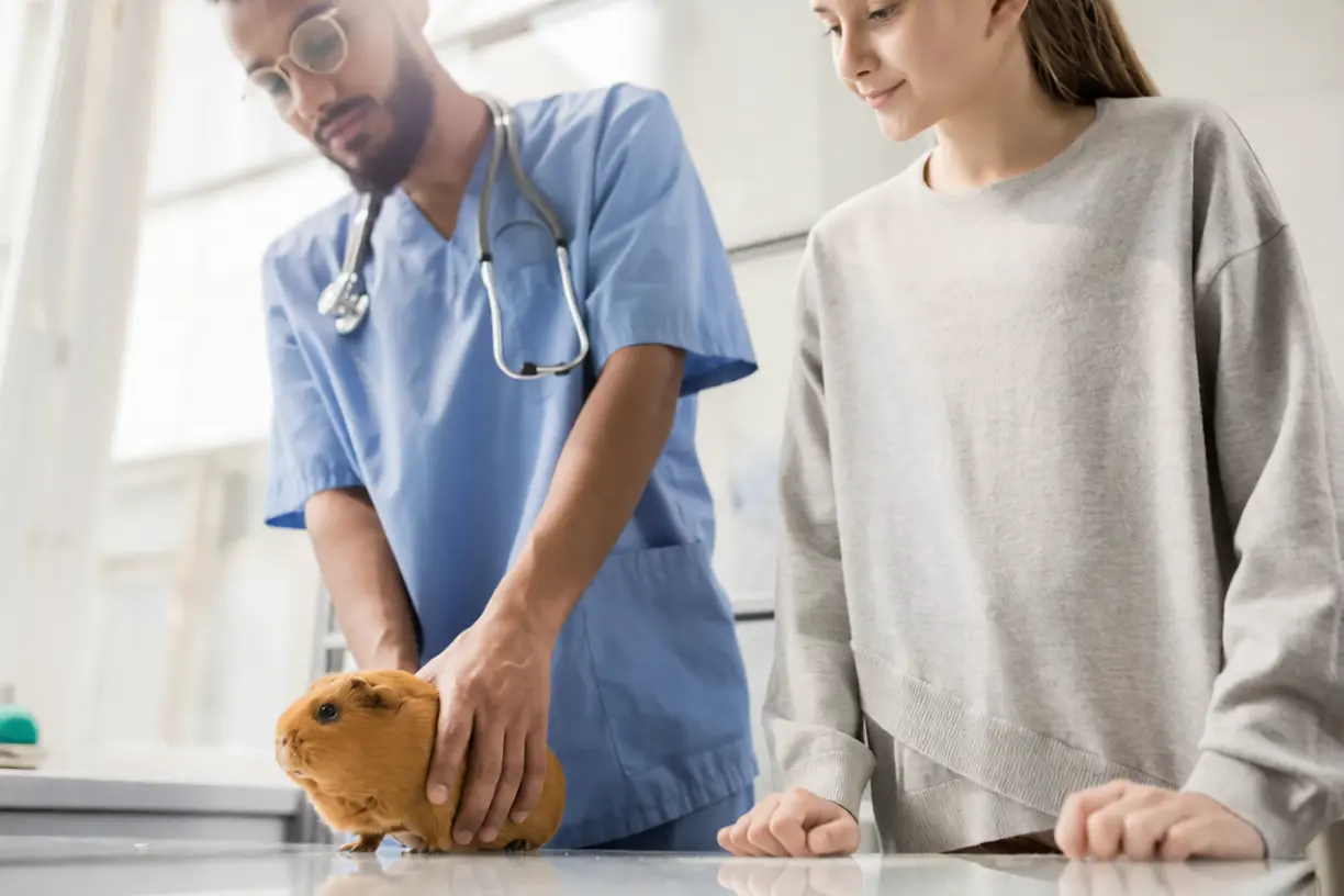 Emergency guinea pig breathing problems including respiratory distress, hypoxia, and pneumonia requiring prompt veterinary care