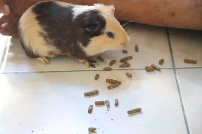 Guinea Pig Diarrhea 1
