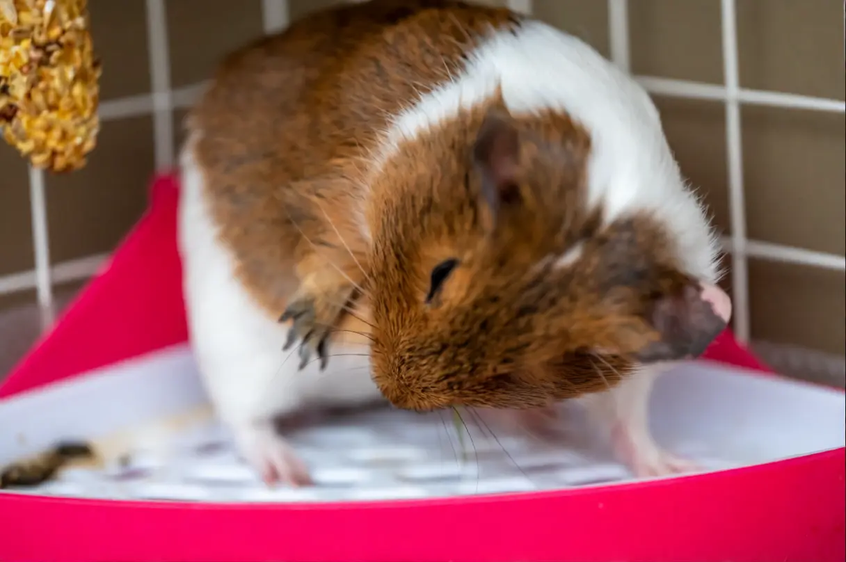 Guinea pig with diarrhea showing signs of digestive distress and dehydration