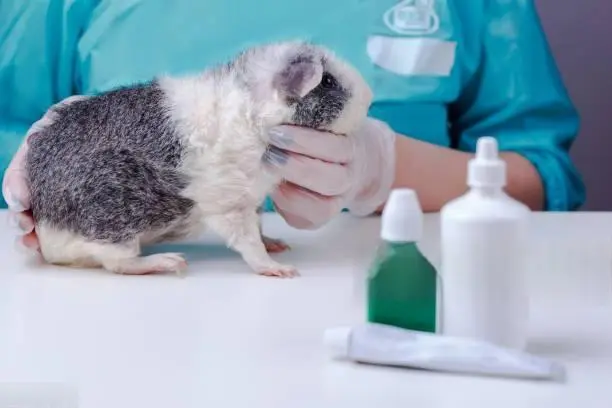 Emergency guinea pig diarrhea including severe dehydration and lethargy requiring prompt exotic veterinary care