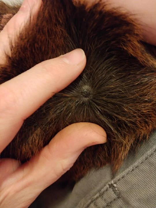 Guinea pig with lump: home care guidelines and clinical monitoring