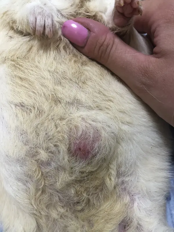 Guinea pig with concerning lump showing emergency signs needing immediate exotic veterinary care
