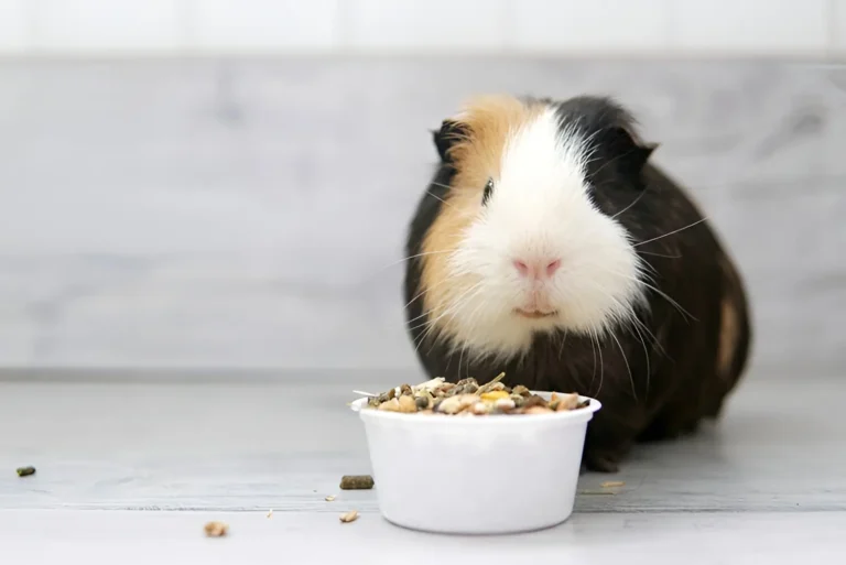 Guinea Pig Not Eating 1