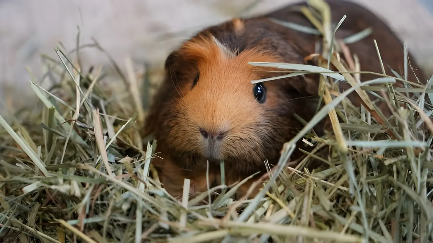 Guinea pig refusing food, showing signs of anorexia and quiet behavior