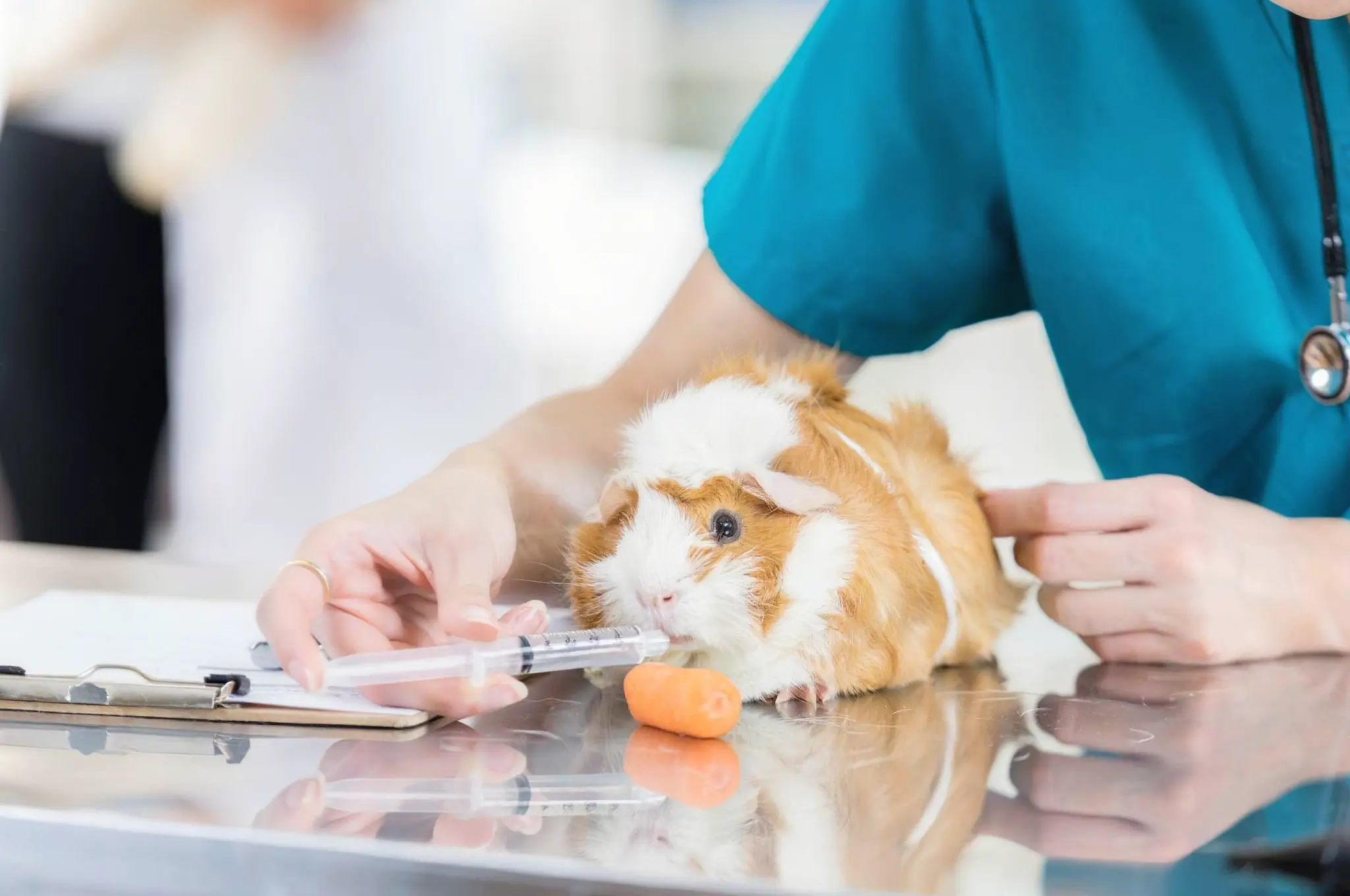 Emergency guinea pig anorexia including gastrointestinal stasis, bloating, and lethargy requiring prompt exotic veterinary care