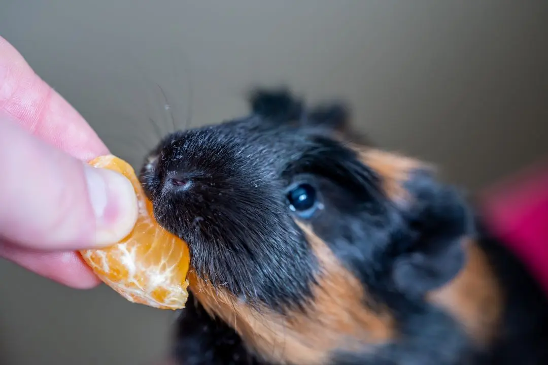 Guinea pig with vitamin C deficiency: home care guidelines and clinical monitoring