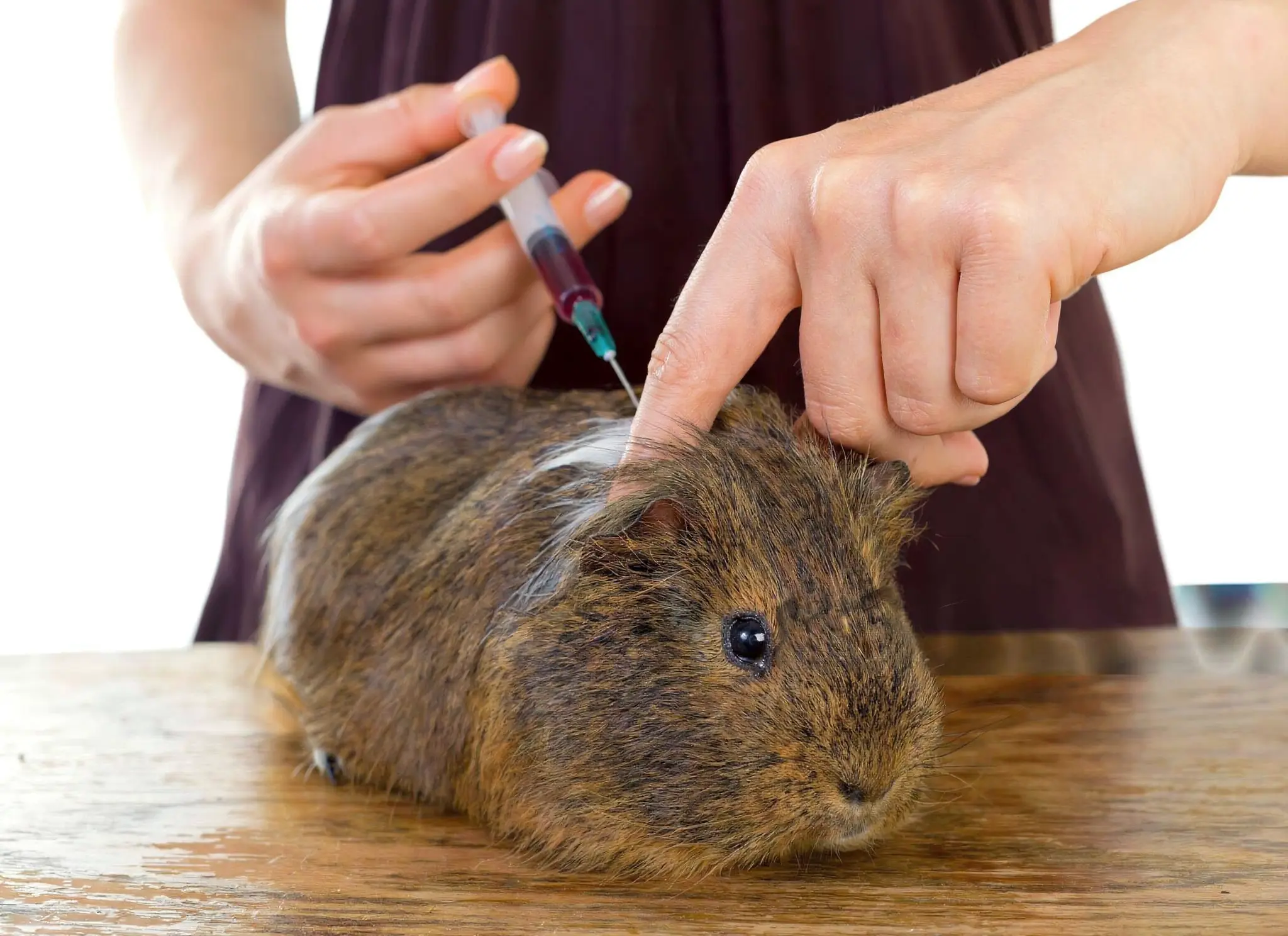 Guinea pig with advanced vitamin C deficiency showing emergency signs needing immediate exotic veterinary care