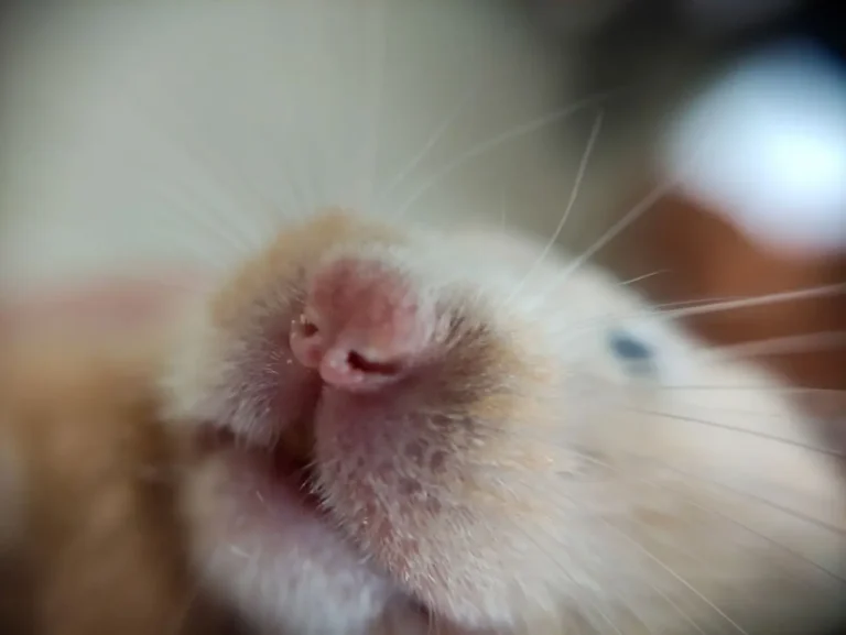 Hamster Breathing Fast 1