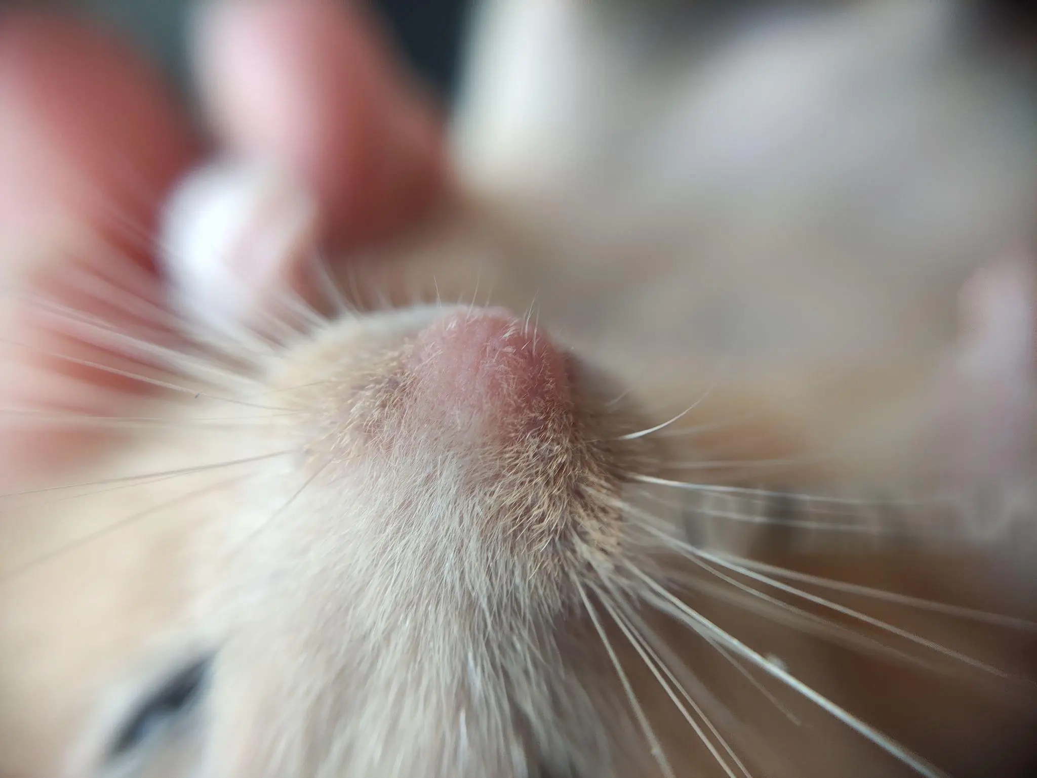 Hamster with rapid breathing showing labored respiration, hunched posture, and respiratory distress