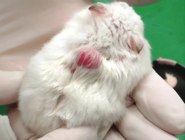 Hamster Lump On Body 1
